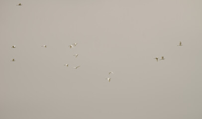 Flock of little egret Egretta garzetta in flight. Van Long Wetland Nature Reserve. Gia Vien District. Ninh Binh Province. Vietnam.