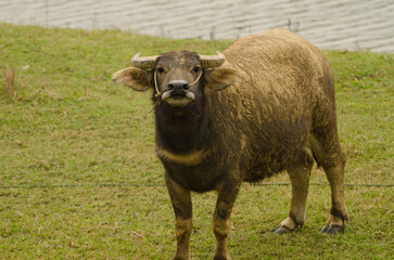 Water buffalo Bubalus bubalis in threatening attitude. Van Long Wetland Nature Reserve. Gia Vien...