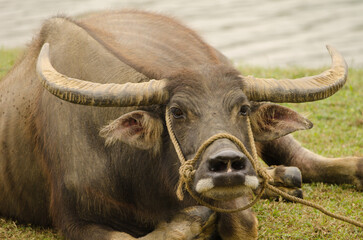 Water buffalo Bubalus bubalis resting. Van Long Wetland Nature Reserve. Gia Vien District. Ninh Binh Province. Vietnam.