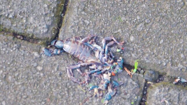 A crushed scorpion on a street in Surabaya. Indonesia. Information for scrupulous tourists