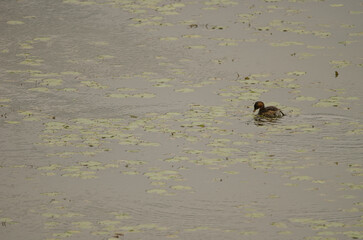 Little grebe Tachybaptus ruficollis feeding in breeding plumage. Van Long Wetland Nature Reserve. Gia Vien District. Ninh Binh Province. Vietnam.