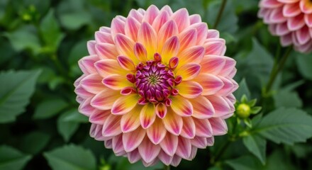Obraz premium Close Up Pink and Yellow Flower Beauty