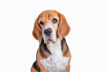 funny beagle dog face looking