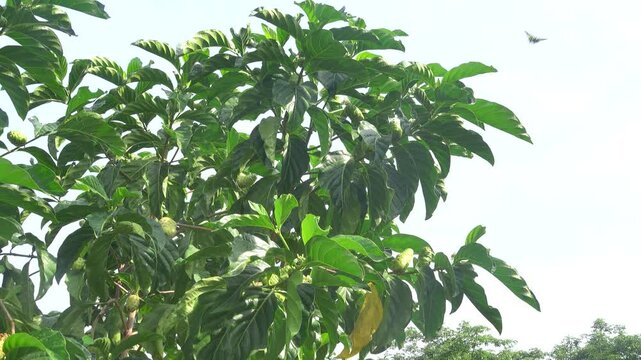 Iimburger tree (Morinda citrifolia, Rubiaceae) on Java Island, Indonesia. Many diurnal fruit-eating bats hover around the tree, as the fruits are ripe and have a rotten smell.