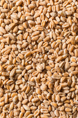 Organic Raw Dry Farro Grain