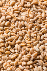 Organic Raw Dry Farro Grain