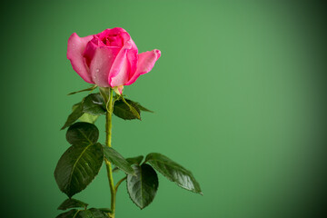 Single rose isolated on green background