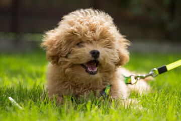 Maltipoo puppy on a walk on a sunny day