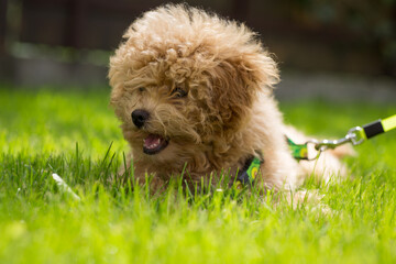 Summer portrait of a Maltipoo puppy against the background of green grass