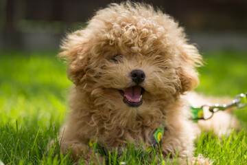 A calm and cute puppy resting in the fresh air