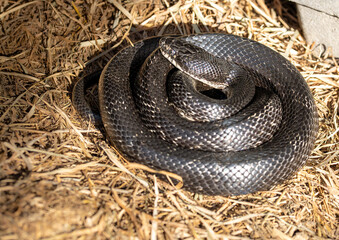 Helpful Eastern Rat snake or commonly called Black rat snake is coiled up sunbathing on a farm in rural Virginia. This common nonvenomous snake is often scene in the countryside on farms. 