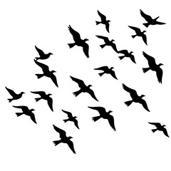 silhouettes of birds