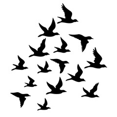 vector silhouettes of birds