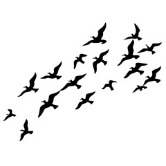flock of birds