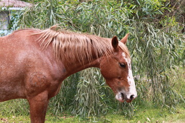 horse in the meadow