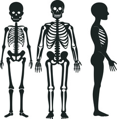 A collection of stylized skeletal illustrations, featuring anatomical representations with a clean, graphic aesthetic.