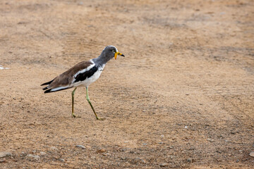 South Africa, Kruger National Park, White-crowned / White-headed Lapwing / Plover (Vanellus...