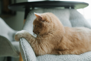 An orange cat lays comfortably on the arm of a plush chair, enjoying the serene atmosphere of a...