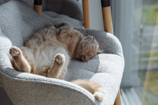 A light orange cat stretches out comfortably on a modern chair by a window, basking in the warm sunlight of a quiet afternoon. Its fur glistens in the light