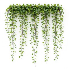 Obraz premium Fresh green plant leaves and herbs isolated on a white background, perfect for natural design