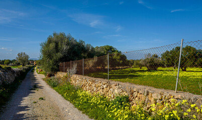 Landschaft im Februar auf Mallorca, Spanien