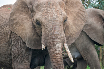 South Africa, Kruger National Park, African Elephant (Loxodonta africana), broken tusk