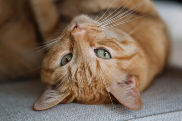 An orange cat lies comfortably on a textured surface, looking up with curious green eyes. Its fur...