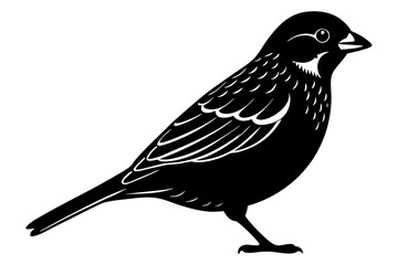 vector illustration of a bird