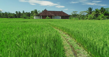 Lush green rice terraces stretch out under a blue sky, a traditional Balinese house nestled among the vibrant fields, creating a serene landscape in Ubud, Bali