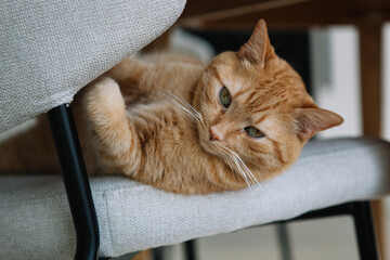 A ginger cat is comfortably resting on a gray chair in a cozy living room. Soft afternoon light filters in, creating a warm atmosphere for relaxation