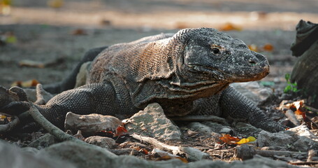 Large Komodo dragon or Varanus Komodoensis resting on ground, in sunset evening light, showcasing its scaly skin and powerful build. Wild animals natural habitat. Indonesia, Rinca island national park