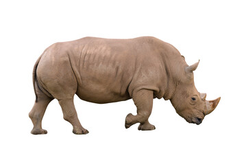 african rhinoceros isolated on white background