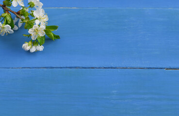 Cherry branches with blooming white flowers on a background of blue boards. copy space and top view.