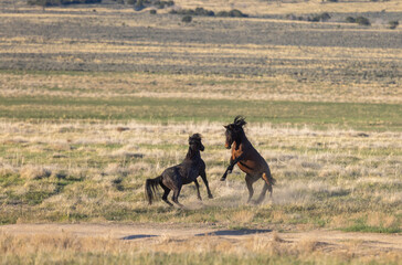 Wild Horse Stallions Sparring in Spring in th e Utah Desert