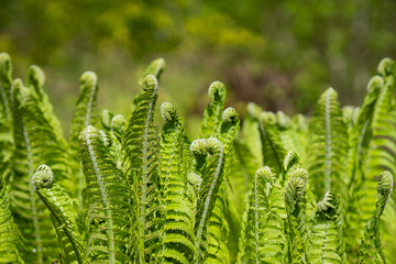 Close-up of a light green fern freshly sprouting in spring. Green background. Natural green young...