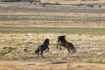Wild Horse Stallions Sparring in Spring in th e Utah Desert