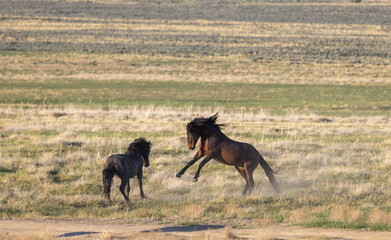 Wild Horse Stallions Sparring in Spring in th e Utah Desert