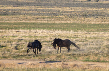 Wild Horse Stallions Sparring in Spring in th e Utah Desert