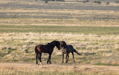 Wild Horse Stallions Sparring in Spring in th e Utah Desert