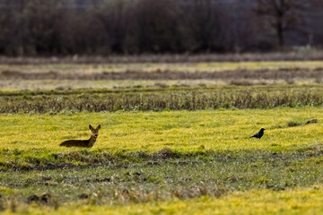 Reh das auf einer Wiese liegt 