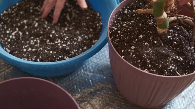 Transplanting a monstera, a female gardener adds soil with perlite to freshly planted monstera in a new pot, real-time video of step-by-step repotting of houseplants