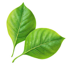 Obraz premium Two green leaves isolated on transparent background