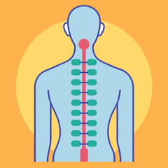 A stylized anatomical illustration of the human spine and spinal cord