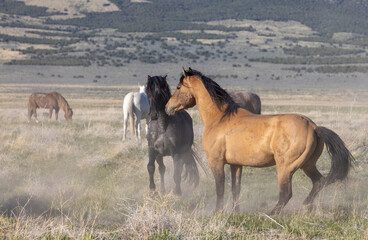 Wild Horse Stallions Sparring in Spring in th e Utah Desert