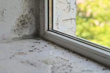 black mold on the window.