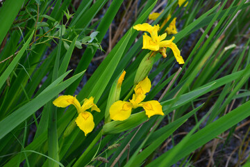 three flowers of Yellow Flag Iris in Bloom among green grass