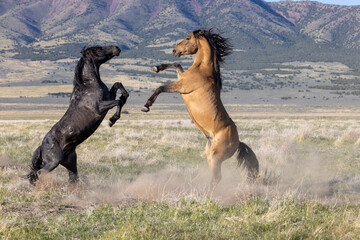 Wild Horse Stallions Sparring in Spring in th e Utah Desert