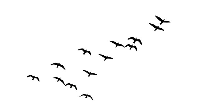 Birds In Flight Night Sky Silhouette - Powered by Adobe