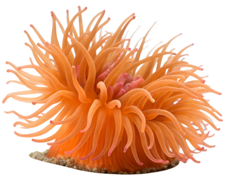 A vibrant orange sea anemone with long, flowing tentacles. The anemone is displayed against a transparent background, showcasing its intricate details and textures.