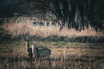 Rehe im Feld 
